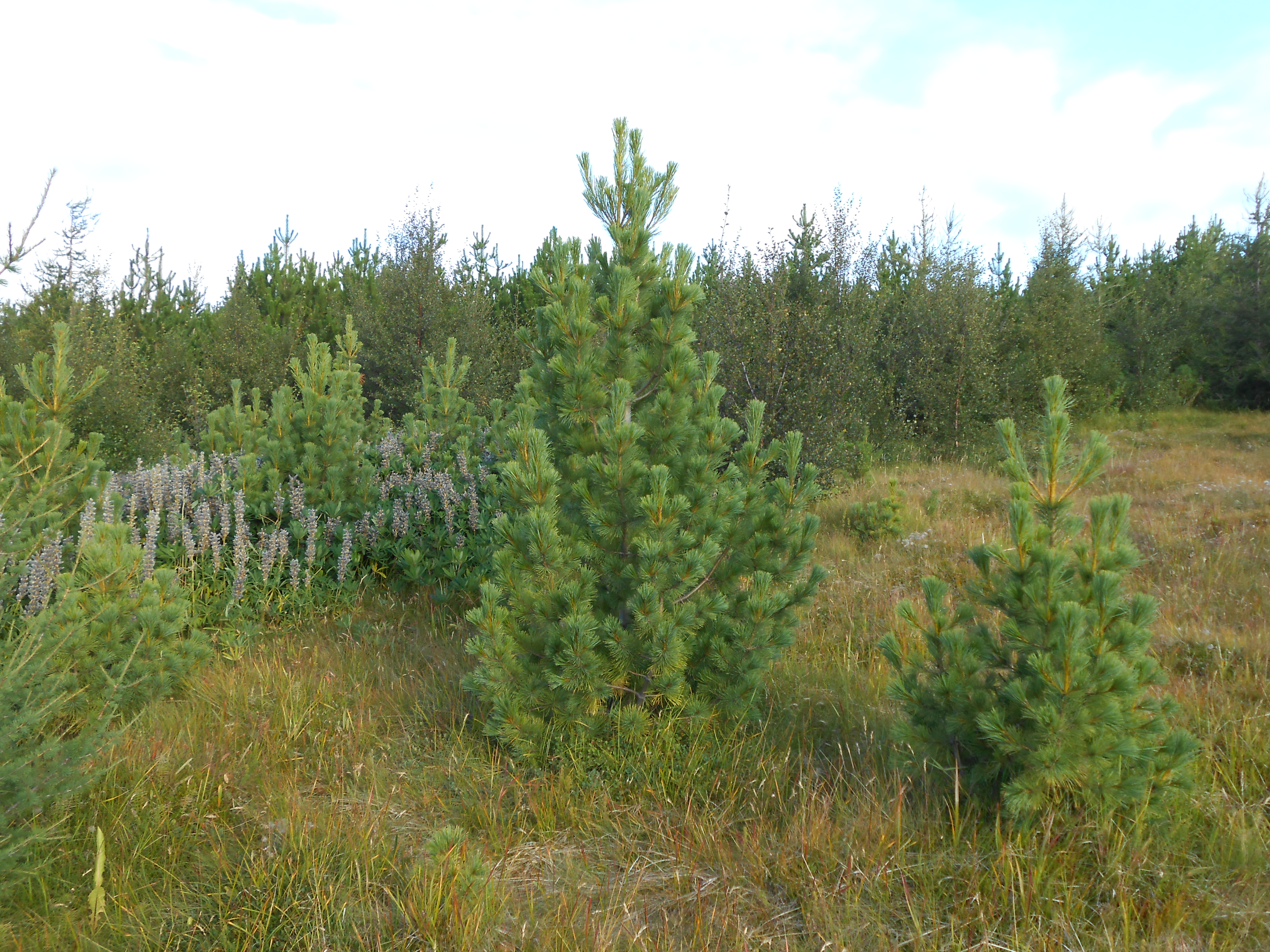 peuce Höfða 010913.JPG